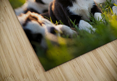 Sleepy Border Collie Puppy Finally Rests With Pack Puppy Prints puzzle