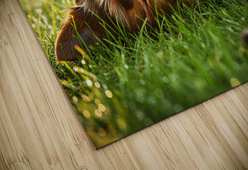 Tired Yorkshire Terrier Heads Home Puppy Prints puzzle