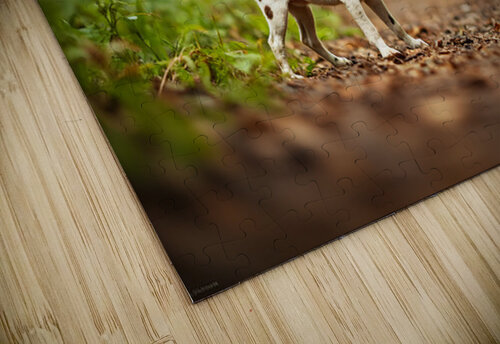 German Shorthaired Pointer Puppy Befriends Trail Horse Puppy Prints puzzle