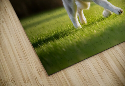 Siberian Husky Puppy Discovers Pinecone In Sunny Garden Puppy Prints puzzle