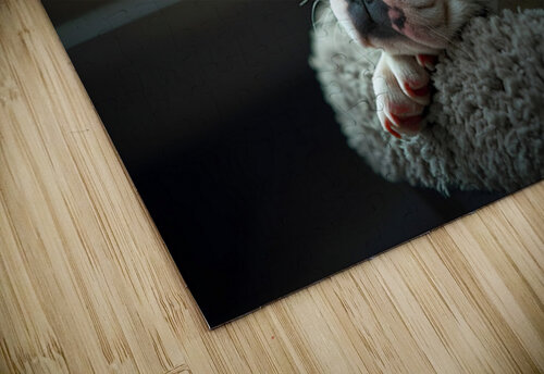 Boston Terrier Puppy Sees Sunshine After The Rain Puppy Prints puzzle