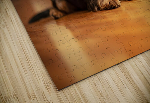 Yorkshire Terrier Puppy Caught Climbing Forbidden Sofa Puppy Prints puzzle