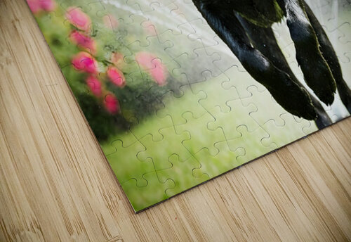 Wet German Shepherd Puppy Rests By Sprinkler Happily Puppy Prints puzzle