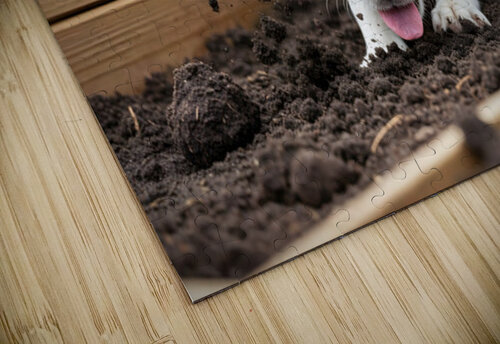 Beagle Puppy Enjoys Digging Success Puppy Prints puzzle