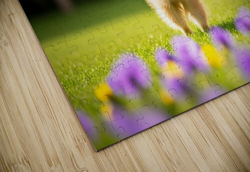 Tired Pomeranian Puppy Resting After Playful Chase Puppy Prints puzzle