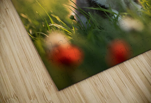 Butterfly Lands Gently On Husky Puppys Nose Puppy Prints puzzle