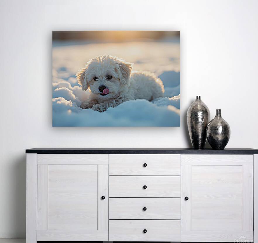Content White Bichon Frise Puppy Resting After Snow Play Session Reproduction