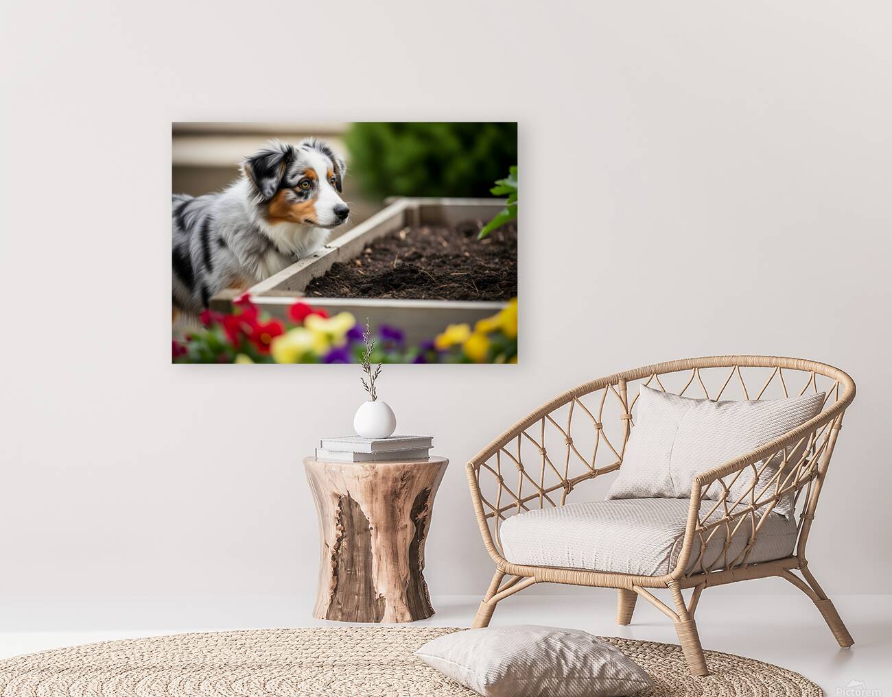 Australian Shepherd Puppy Discovers The Garden Bed Reproduction