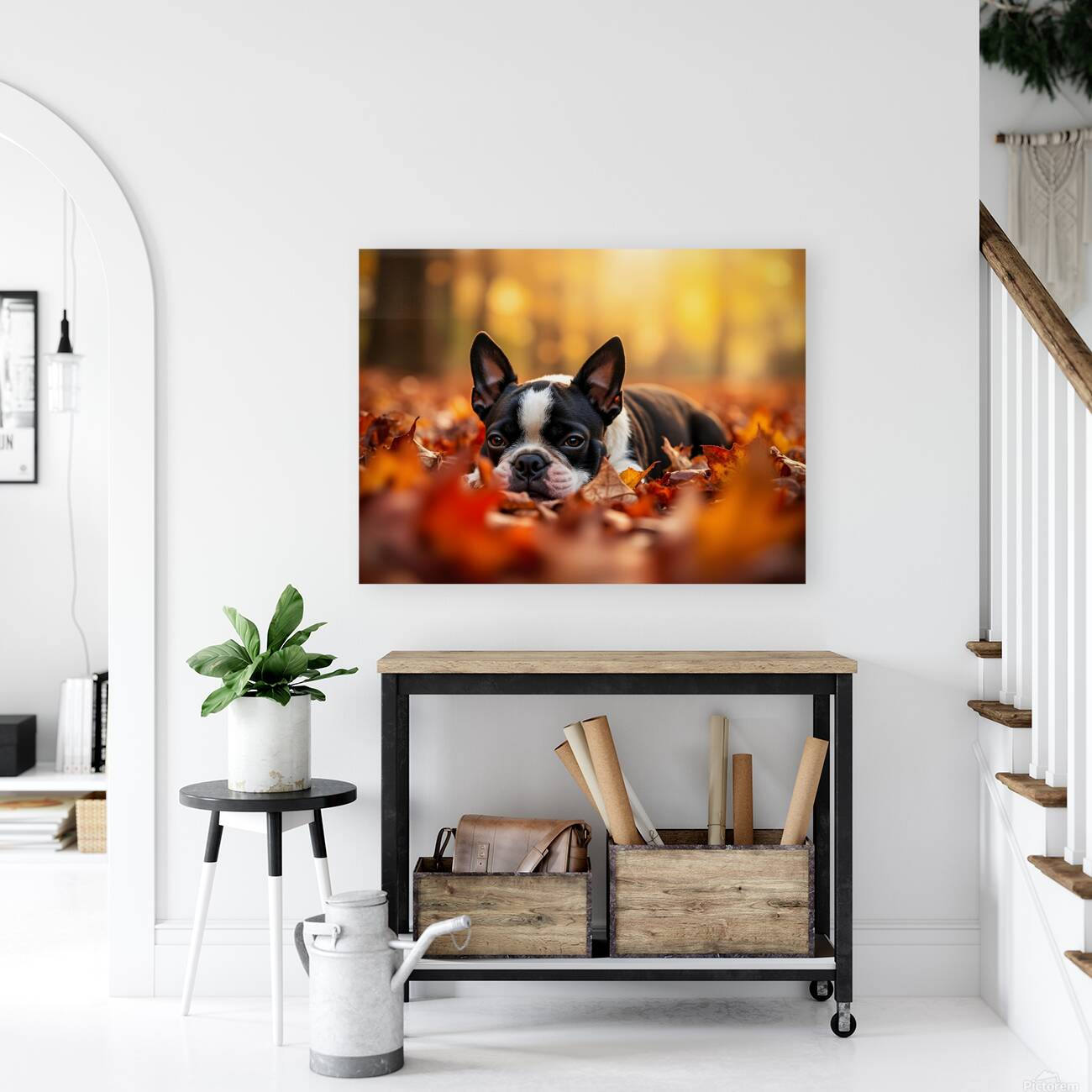 Sleepy Boston Terrier Puppy Rests In Autumn Leaves Reproduction