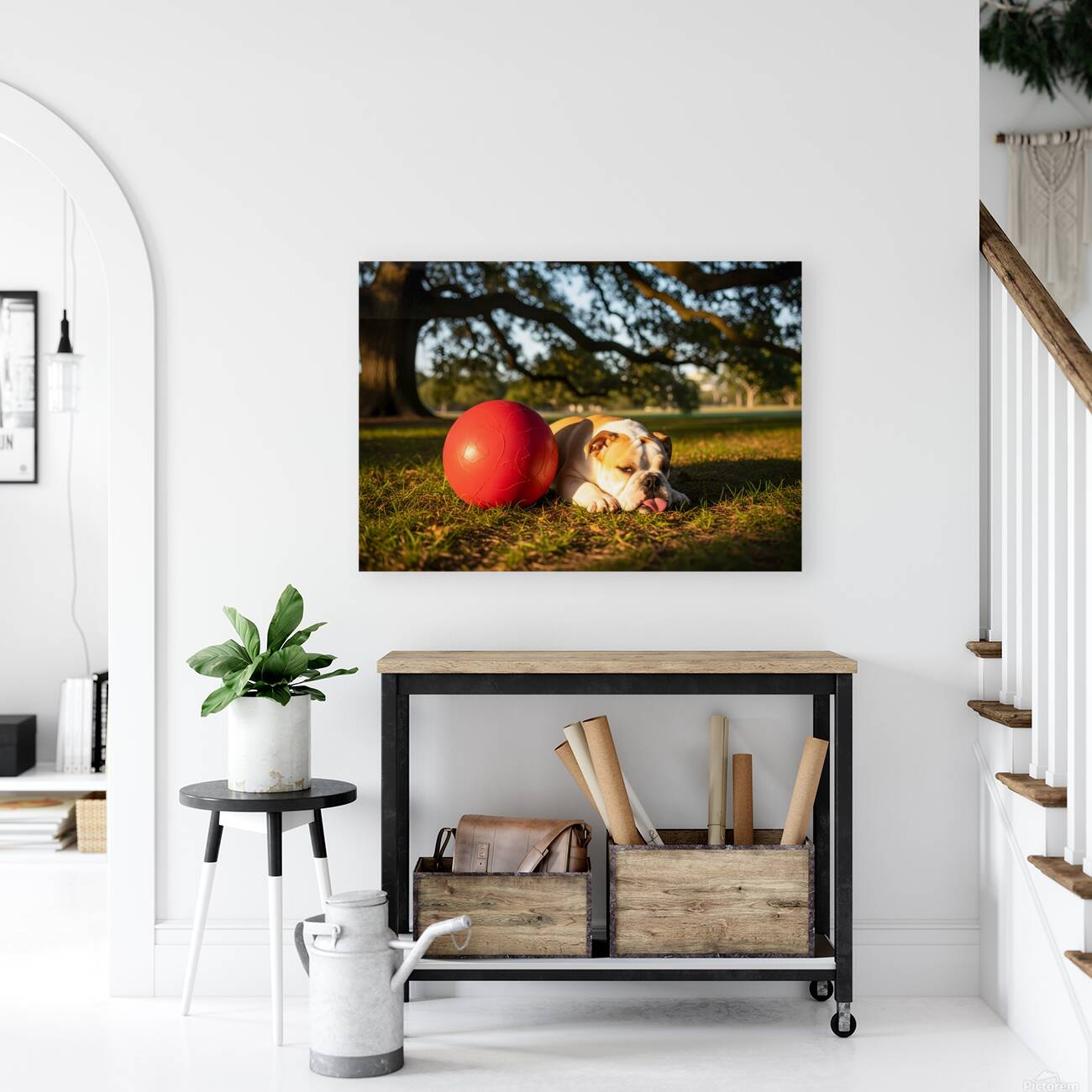 Exhausted BulldogPuppy Rests By Giant Ball Reproduction