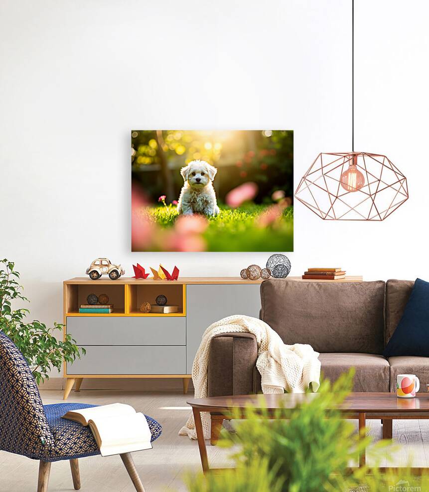 Bichon Puppy Begins Stay Training In Garden Reproduction