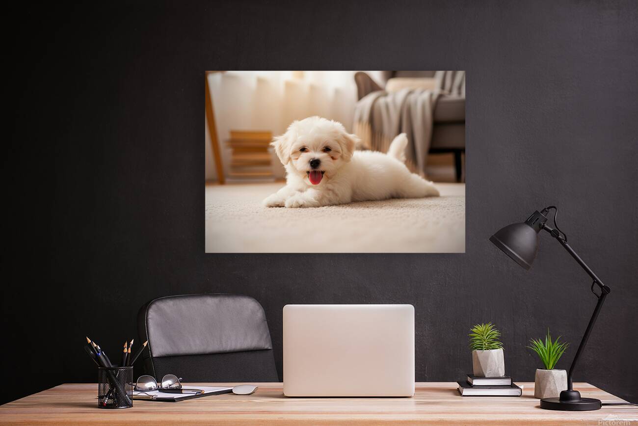 Tired Bichon Frise Puppy Rests After Zoomies Fun Reproduction