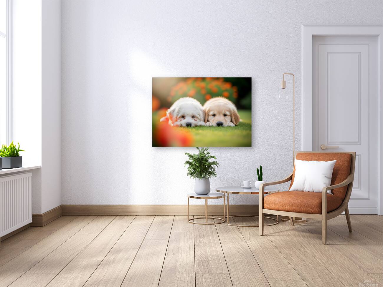 Tired Bichon Frise Puppies Resting After Playing In The Garden Reproduction