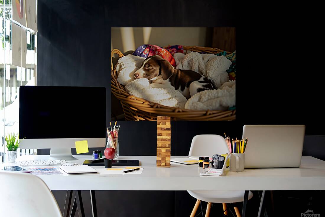 German Shorthaired Pointer Puppy Discovers Cozy Basket Reproduction