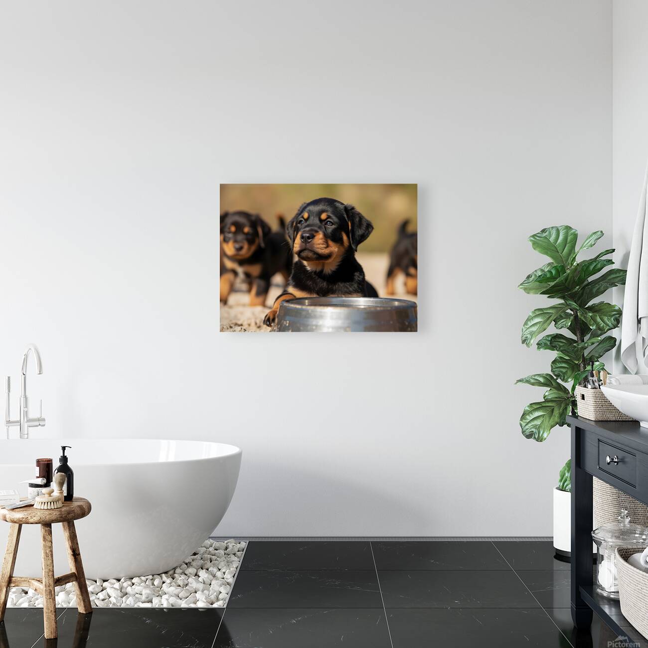 Rottweiler Puppy Feels Refreshed And Happy Reproduction