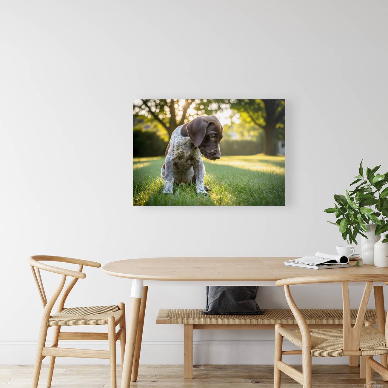 German Shorthaired Pointer Puppy Discovers His Paws Reproduction