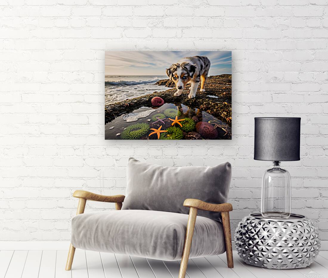 Australian Shepherd Puppy Discovers Tide Pools Reproduction