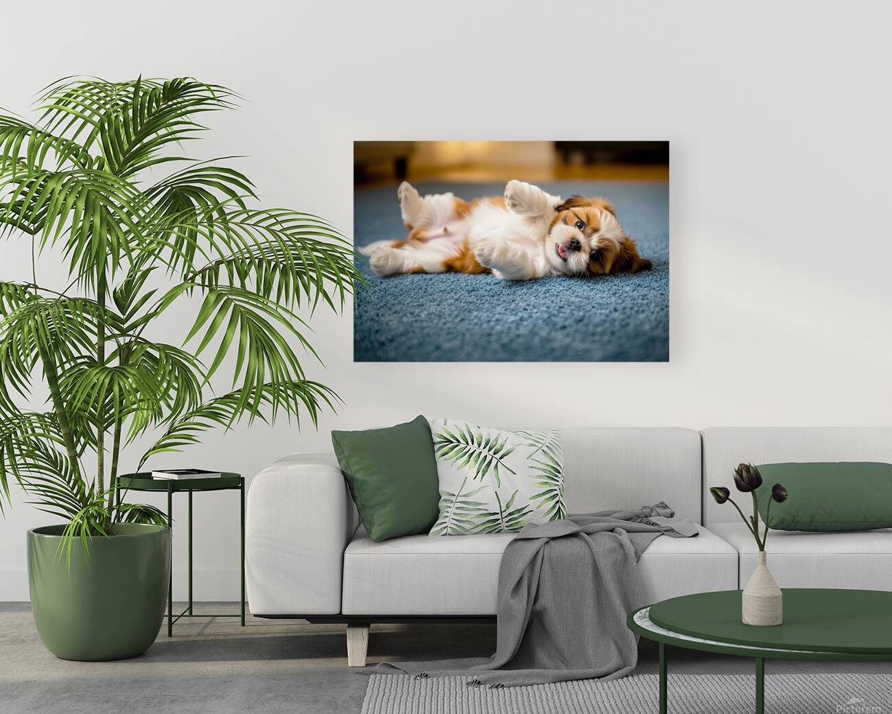 Shih Tzu Puppy Hopes For Belly Rub Time Reproduction