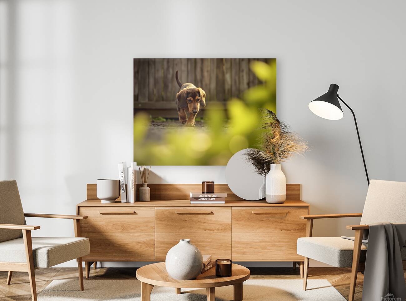 Sleepy Dachshund Puppy Yawns In Garden Reproduction