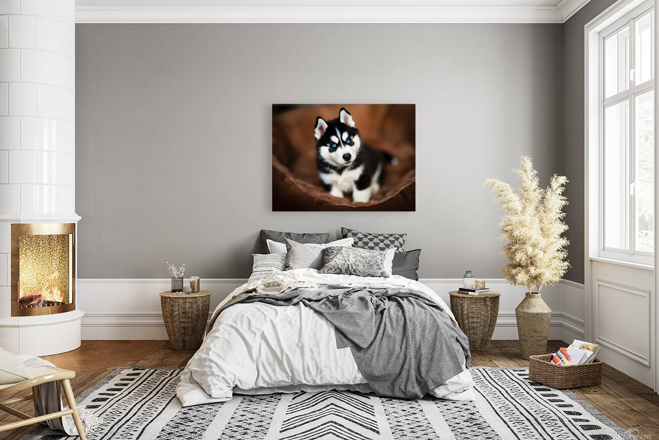 Content Siberian Husky Puppy Relaxes In Comfortable Bed Reproduction