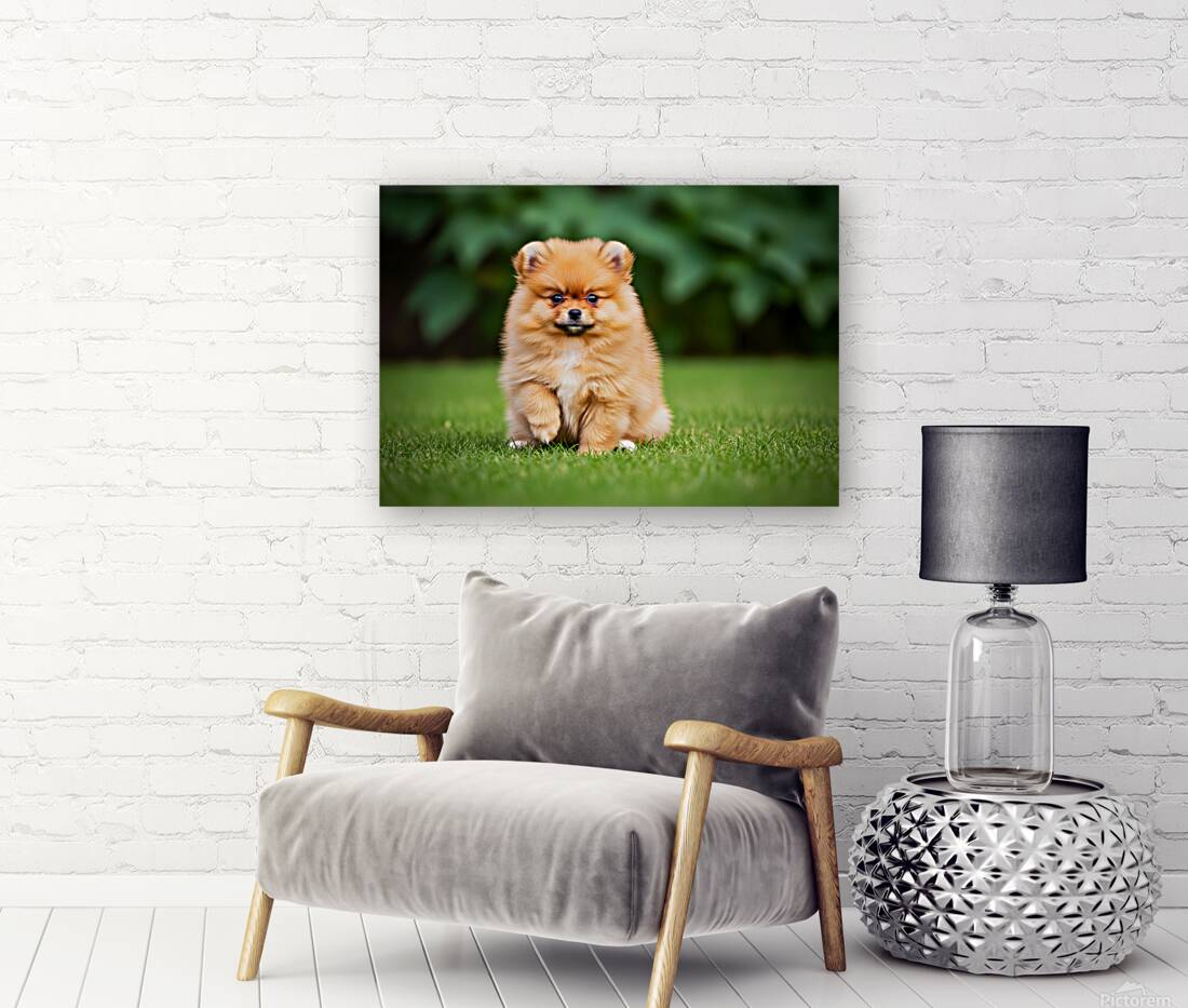 Pomeranian Puppy Sees Extended Hand Reproduction