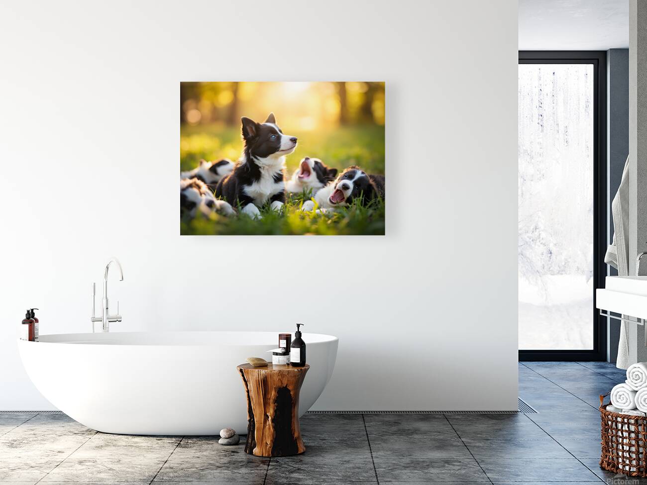 Sleepy Border Collie Puppy Finally Rests With Pack Reproduction