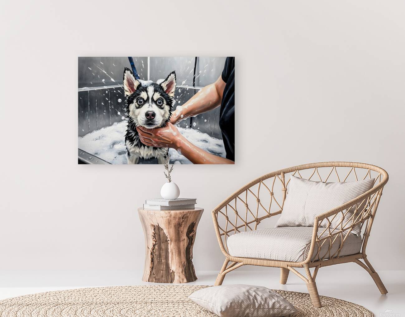 Proud Siberian Husky Puppy After First Professional Grooming Reproduction