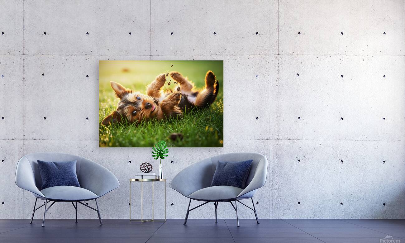 Tired Yorkshire Terrier Heads Home Reproduction