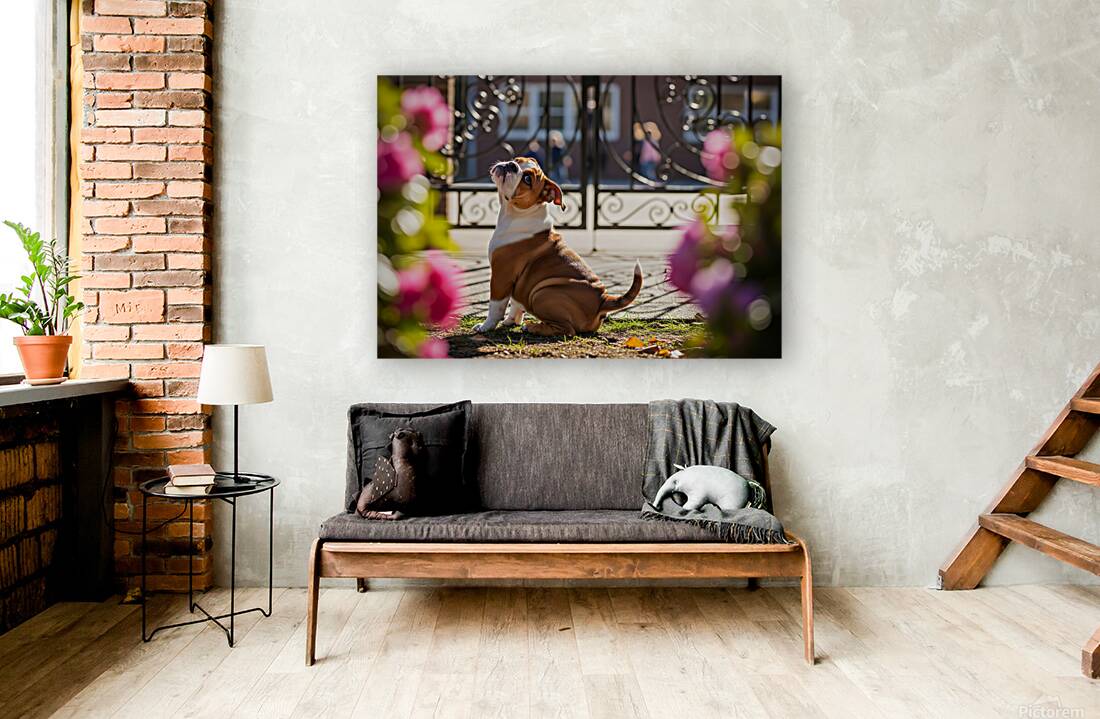 Bulldog Puppy Waits By School Gate Reproduction