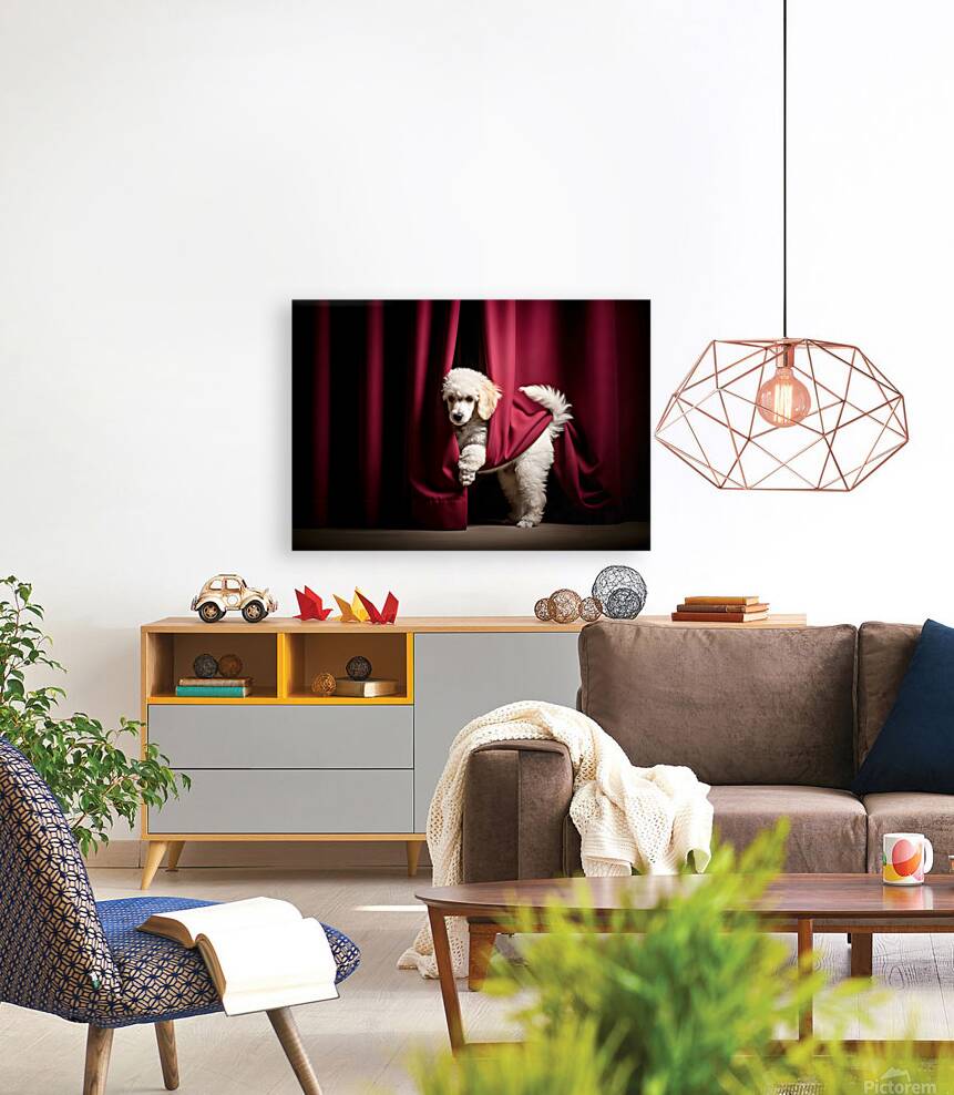 Poodle Puppy Bursts Out From Curtain Hiding Spot Reproduction