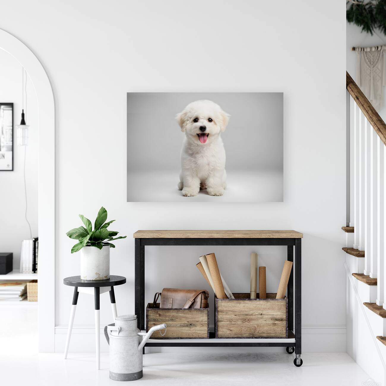 Focused Bichon Frise Puppy Poses Perfectly For Camera Reproduction