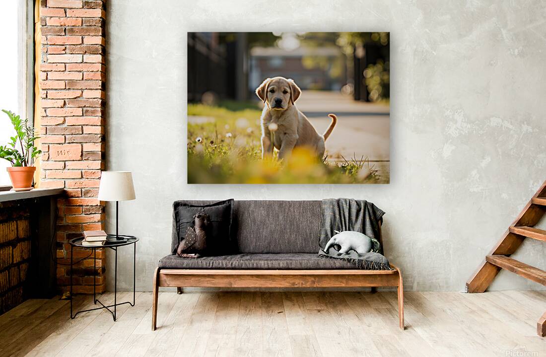 Patient Puppy Rests While Maintaining His Faithful Watch Reproduction