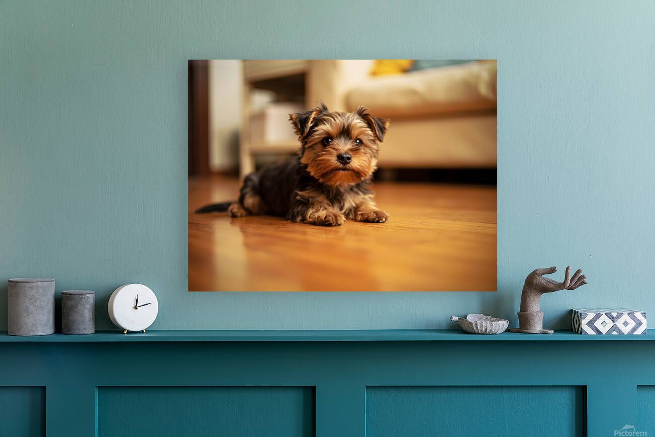 Yorkshire Terrier Puppy Caught Climbing Forbidden Sofa Reproduction