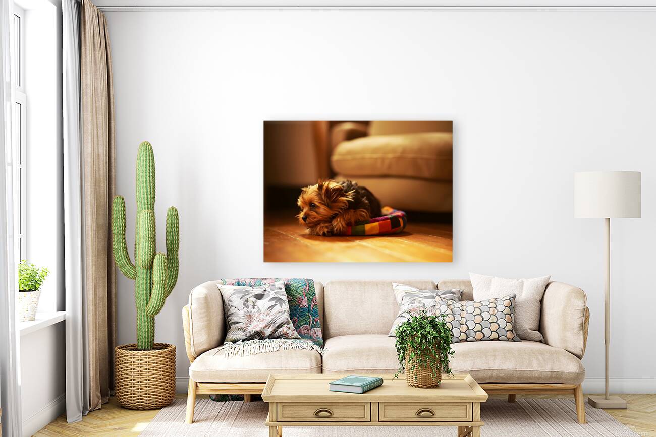 Happy Yorkshire Terrier Puppy Plays With Toy Reproduction