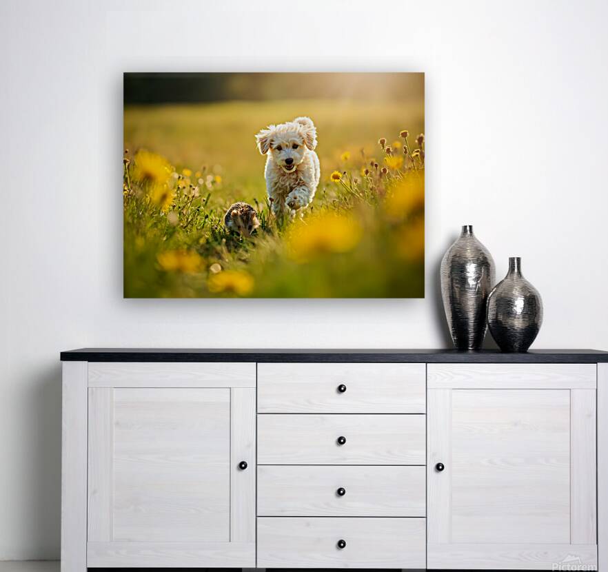 Poodle Puppy Rests Peacefully With Hedgehog Companion Reproduction