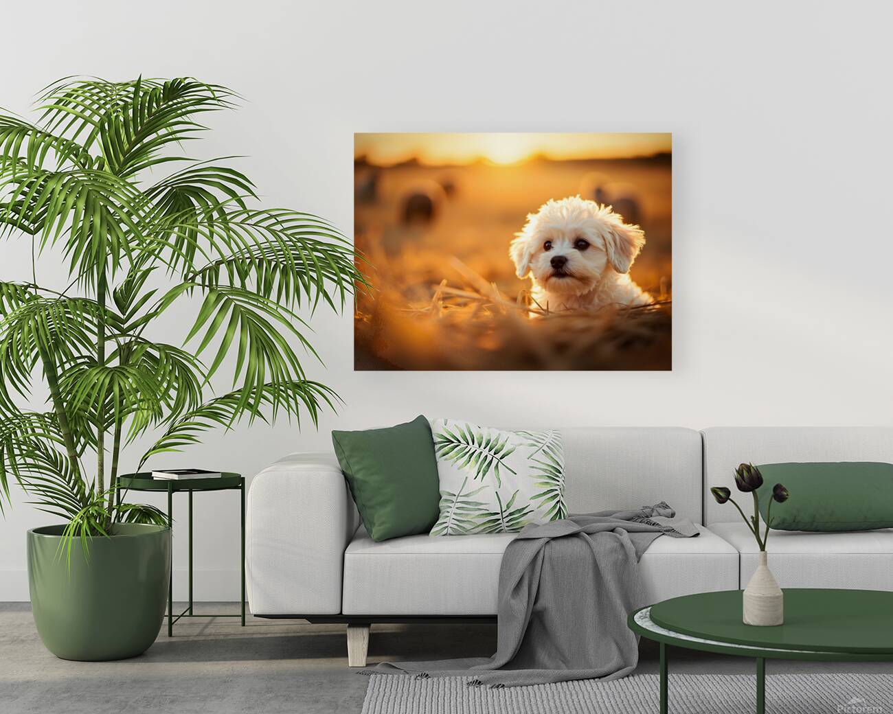 Playful Bichon Frise Puppy Slides Down Haystack Reproduction