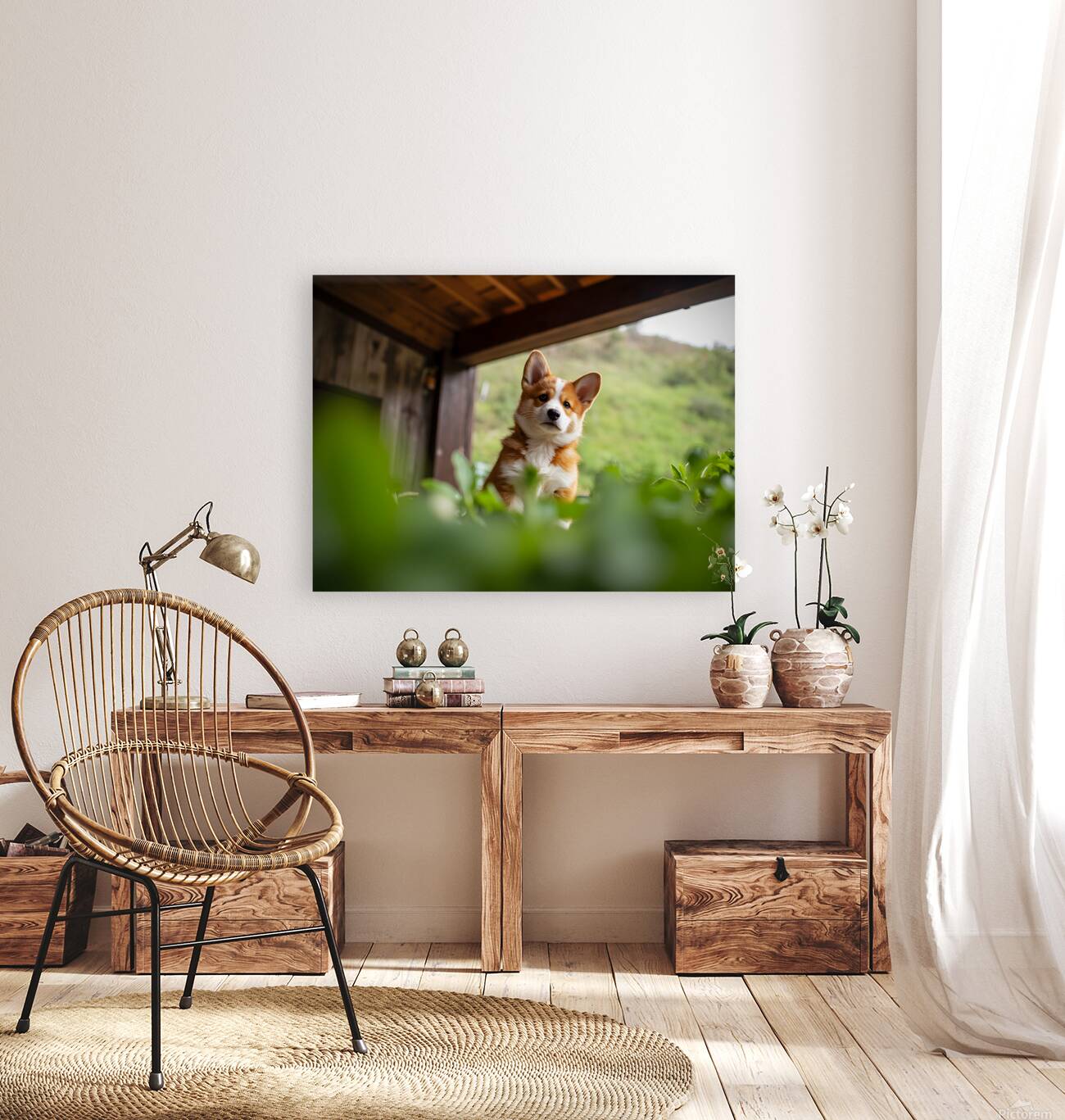 Brave Corgi Puppy Watches Storm Clear Reproduction