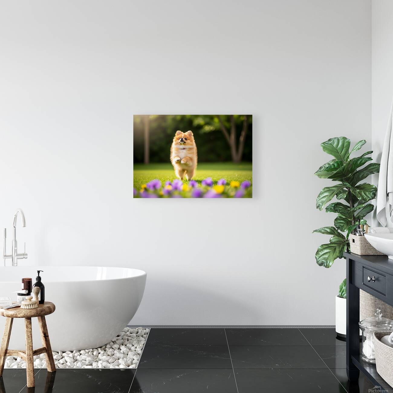 Tired Pomeranian Puppy Resting After Playful Chase Reproduction