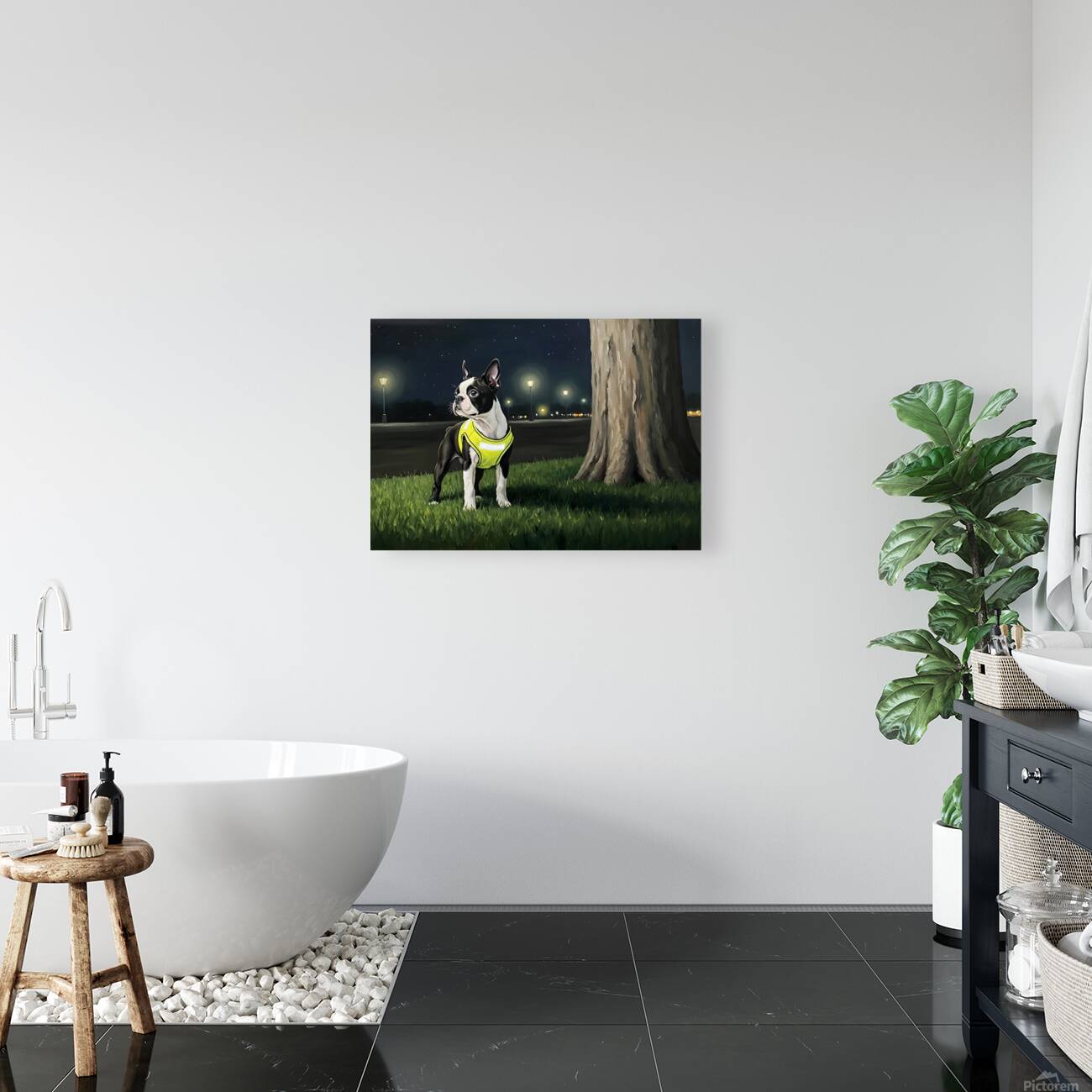 Sleepy Boston Terrier Puppy Returns From Night Walk Reproduction