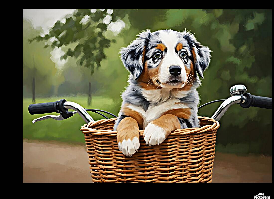 Happy Australian Shepherd Puppy Enjoys Bicycle Ride Reproduction