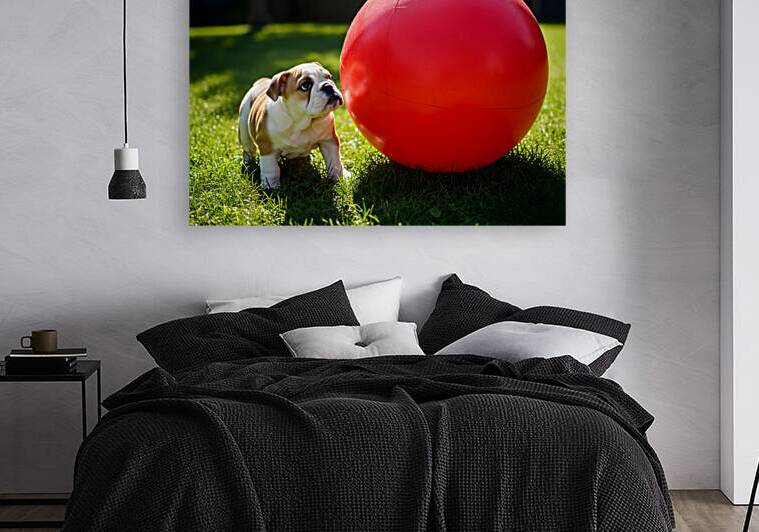 Bulldog Puppy Discovers Giant Red Ball by Puppy Prints