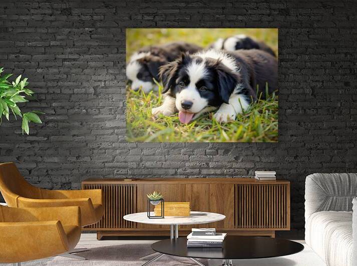 Happy Border Collie Puppy Rests After Playtime by Puppy Prints