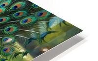 Peacock Displays Full Feather Fan For Amazed Puppy HD Metal print