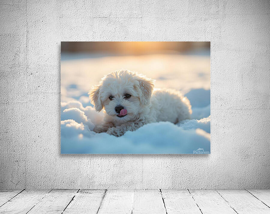 Content White Bichon Frise Puppy Resting After Snow Play Session Wall Preview