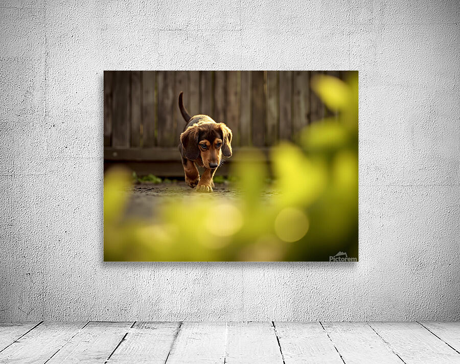 Sleepy Dachshund Puppy Yawns In Garden Wall Preview