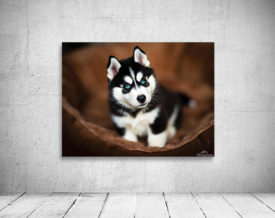 Content Siberian Husky Puppy Relaxes In Comfortable Bed Wall Preview