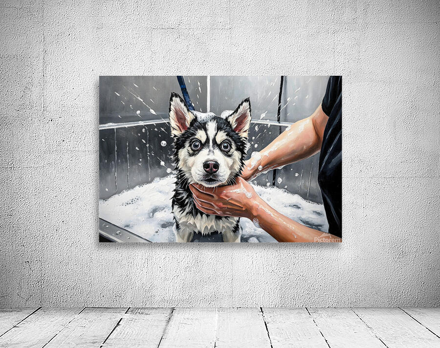 Proud Siberian Husky Puppy After First Professional Grooming Wall Preview