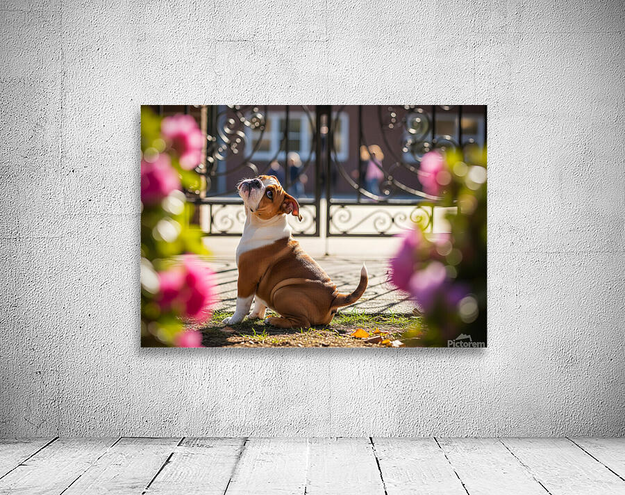 Bulldog Puppy Waits By School Gate Wall Preview