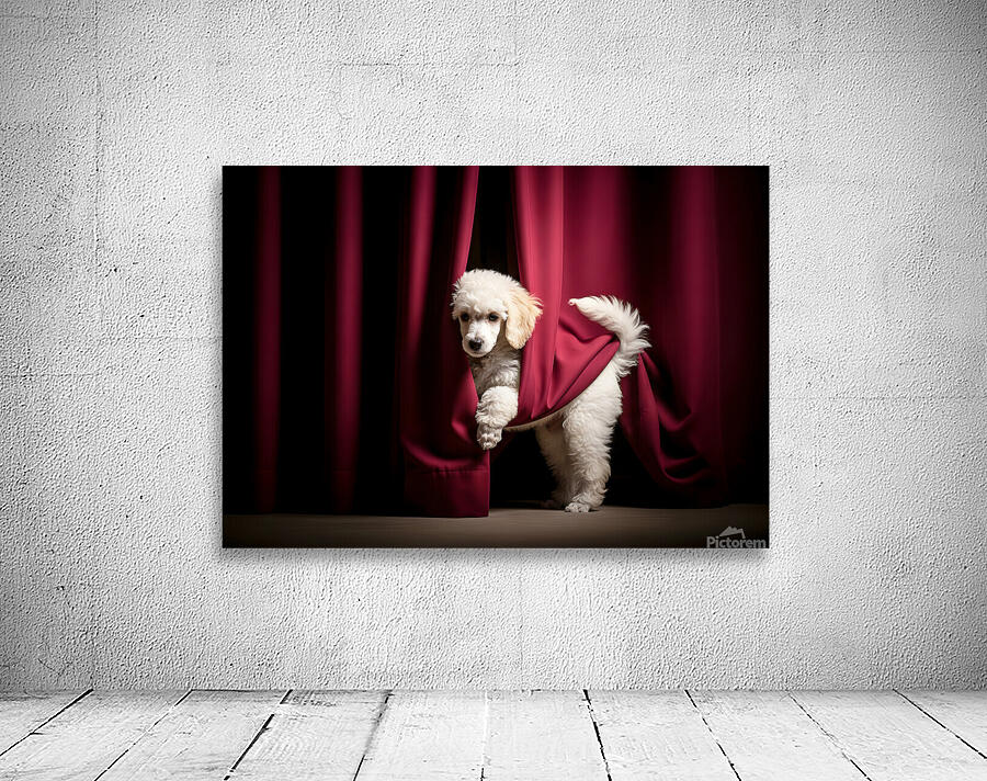 Poodle Puppy Bursts Out From Curtain Hiding Spot Wall Preview