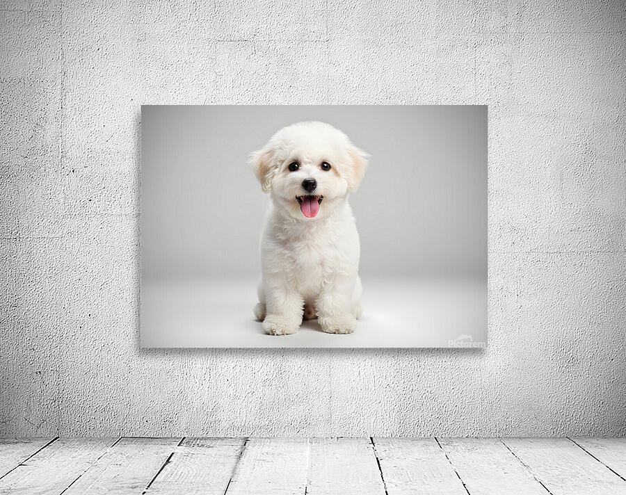 Focused Bichon Frise Puppy Poses Perfectly For Camera Wall Preview